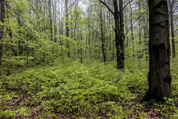 Буковые леса весной с молодняком, листья на заднем плане — стоковое фото