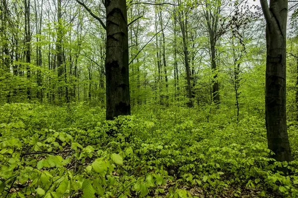 Floresta de faia na primavera com jovens, folhas como um fundo — Fotografia de Stock