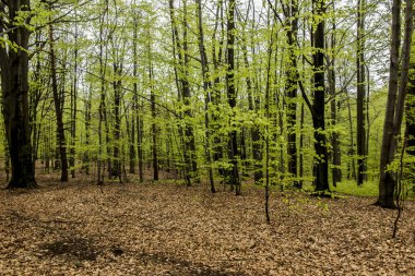 Kayın ormanı ile genç, baharda yaprakları arka plan olarak