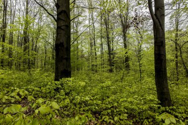 Kayın ormanı ile genç, baharda yaprakları arka plan olarak