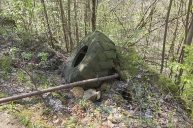 Sol ormandaki yaşlı kauçuk lastik 