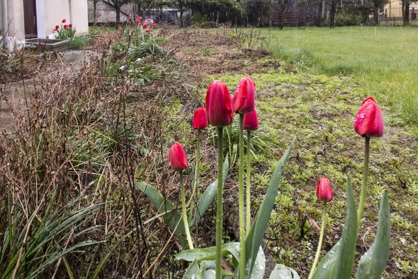 Czerwone tulipany, wśród starych starych roślin w opuszczonym ogrodzie — Zdjęcie stockowe