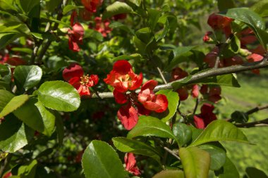 Arka plan olarak bir ağaç üzerinde kırmızı çiçekler