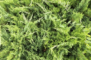 Mazı (bitki) çalılar ile yeşil arka plan 