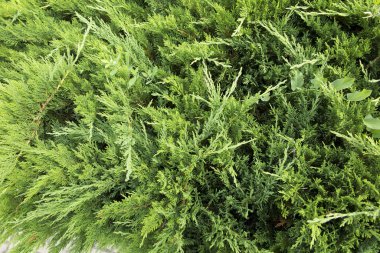 Mazı (bitki) çalılar ile yeşil arka plan 