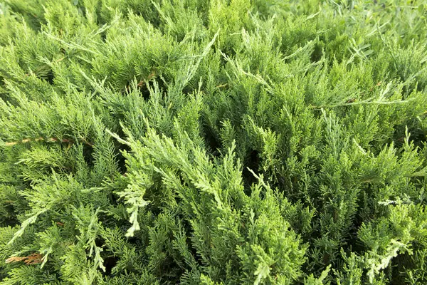 Fondo verde con arbustos thuja — Foto de Stock