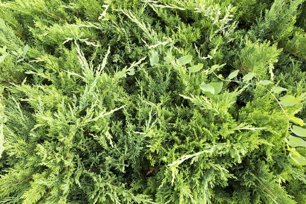 Mazı (bitki) çalılar ile yeşil arka plan 