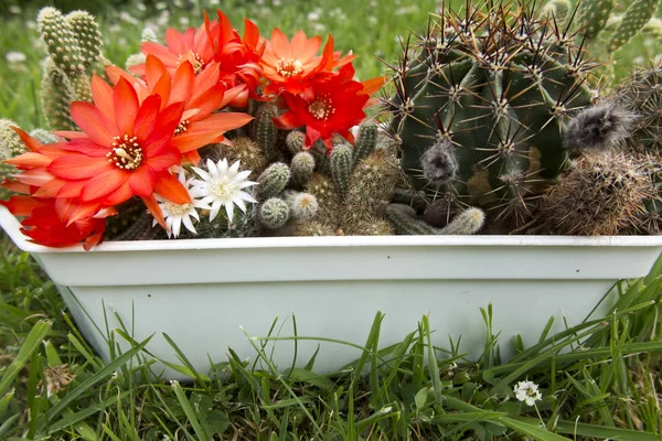 Small cactus with flowers — Stock Photo, Image