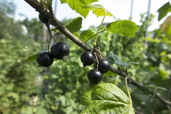 El fruto de la grosella negra en el árbol —  Fotos de Stock