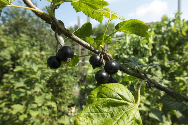 Frukten av svarta vinbär på trädet — Stockfoto