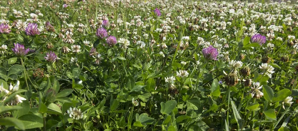 Łąka, porośnięte koniczyną młoda trawa najczęściej białe — Zdjęcie stockowe