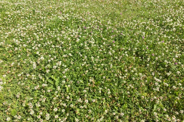 Wiese mit jungem Gras überwuchert, überwiegend Weißklee — Stockfoto