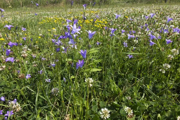 Weide met wilde bloemen — Stockfoto