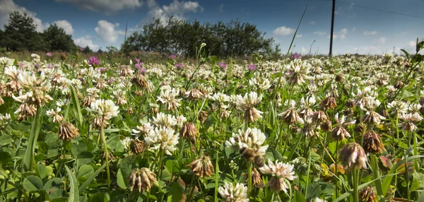 Wiese mit jungem Gras überwuchert, überwiegend Weißklee — Stockfoto