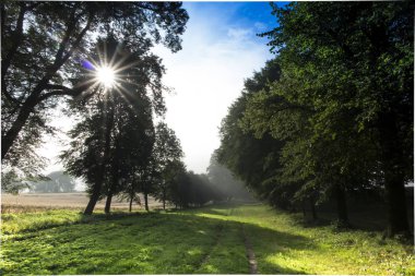 Ihlamur sokak arasında bir yaz sabahı alanları