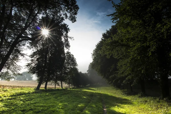 Ihlamur sokak arasında bir yaz sabahı alanları