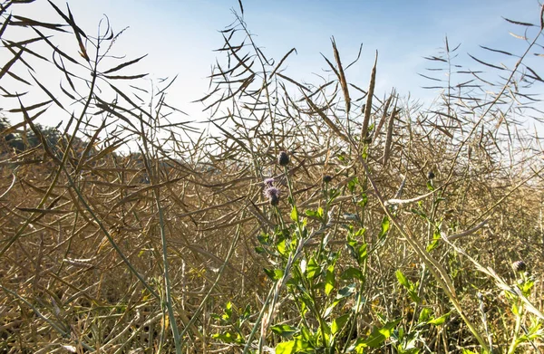 Distel im Reifefeld des Raps — Stockfoto