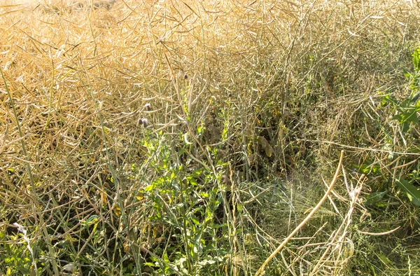 Distel im Reifefeld des Raps — Stockfoto