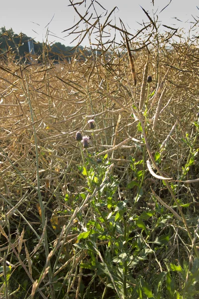 Thistle tecavüz olgunlaşma alanında