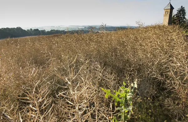 Distel in het rijpen veld van de verkrachting — Stockfoto