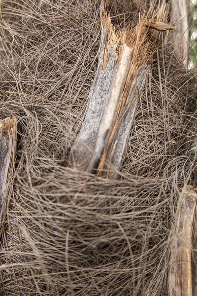 Fragment av stammen och rötterna av tropiska träd — Stockfoto