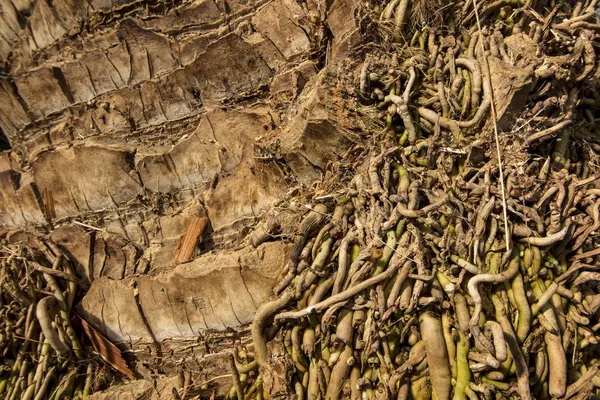 Fragmento de tronco e raízes de árvore tropical — Fotografia de Stock