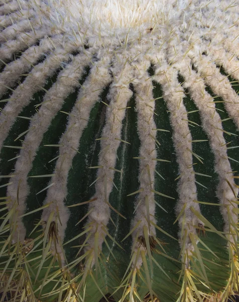 Group of various ornamental cacti — Stock Photo, Image