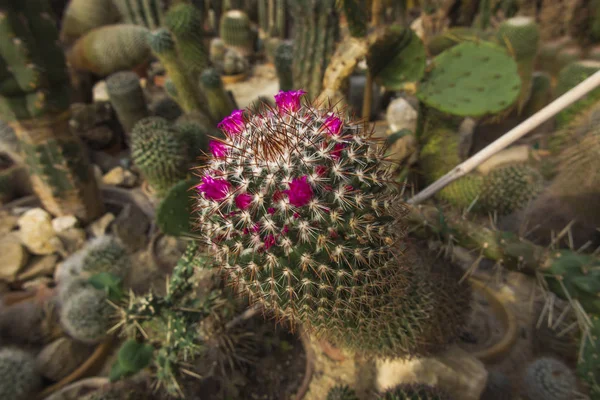 Group of various ornamental cacti — Stock Photo, Image