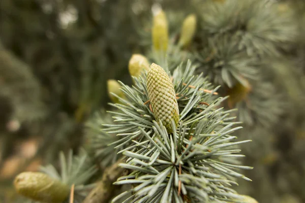 Pinheiro com cones — Fotografia de Stock