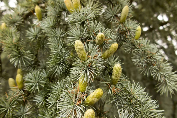 çam dal koniler ile 