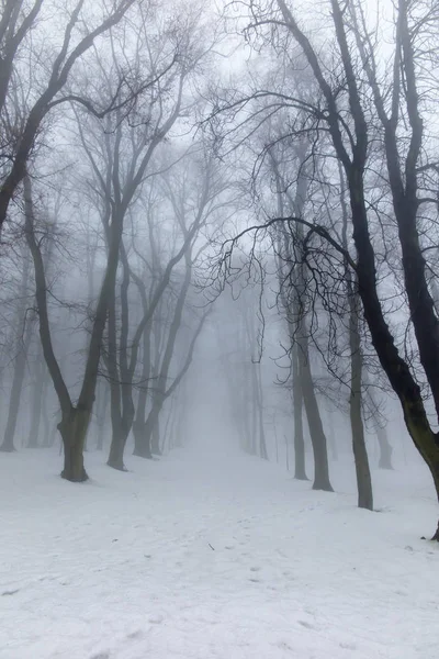 Sis ile bir kış gününde eski park