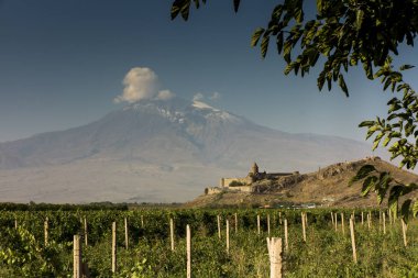 Ararat vadi üzüm alanında. Khor Virap ve Mount Arara görünümü