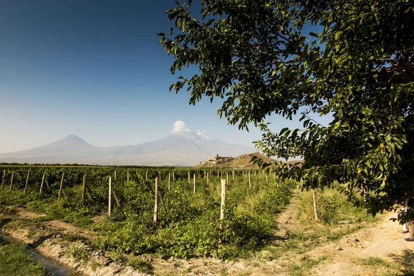 Champ de raisin dans la vallée d'Ararat. Vue sur Khor Virap et le mont Arara — Photo