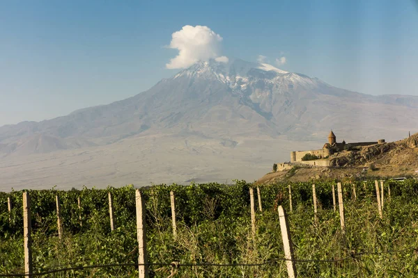 Ararat vadi üzüm alanında. Khor Virap ve Mount Arara görünümü — Stok fotoğraf