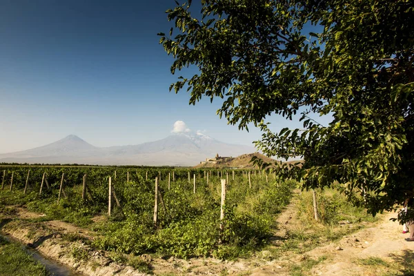 Winogron pola w dolinę Ararat. Zobacz Khor Virap znacznie i Mount Arara — Zdjęcie stockowe