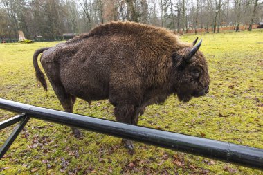 Avrupa Bison çitlerle çevrili bir alan üzerinde Yağmurlu hava sırasında. Bialowieza