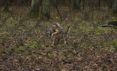 İki kurt çitlerle çevrili bir alan üzerinde yağmurlu hava sırasında. Orman Bialow