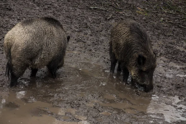 Wild boar looking for food in the mud during rainy weather, Bial — Stock Photo, Image