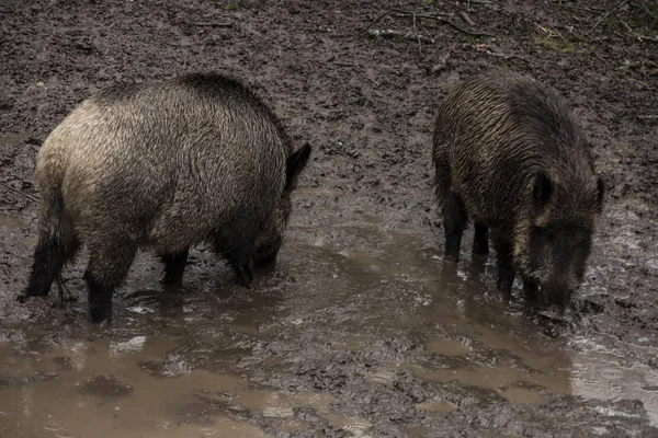Cinghiale in cerca di cibo nel fango durante il tempo piovoso, Bial — Foto Stock