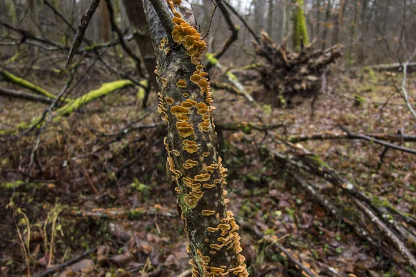 Pilze und Moos wachsen auf den Ästen abgebrochener Bäume — Stockfoto