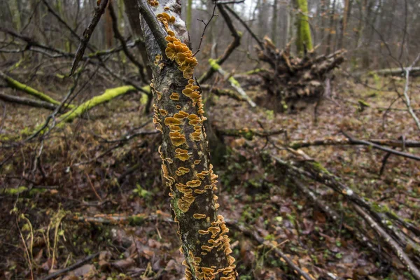 Pilze und Moos wachsen auf den Ästen abgebrochener Bäume — Stockfoto