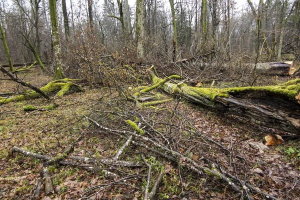 Régi, pusztuló fák kivágása — Stock Fotó