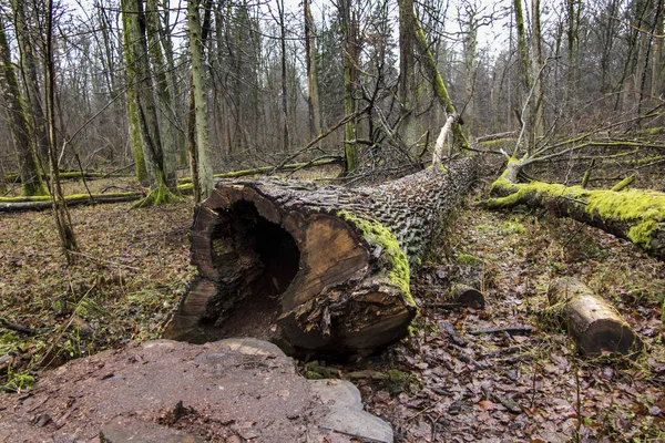 Kácení staré, rozpadající se stromy — Stock fotografie