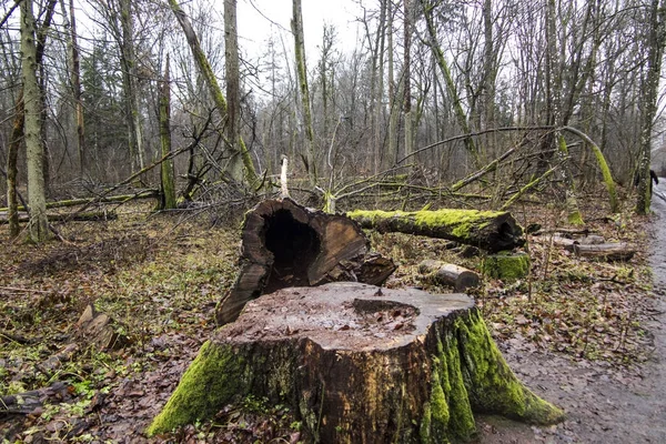 Alte, morsche Bäume fällen — Stockfoto