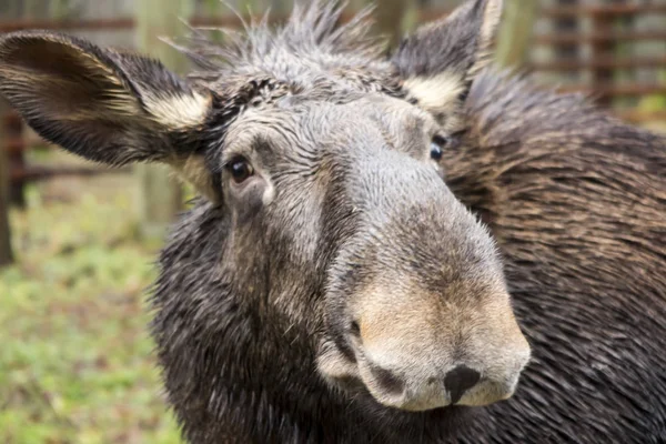 Moose head — Stock Photo, Image