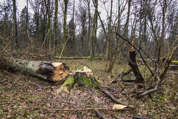 Kácení staré, rozpadající se stromy — Stock fotografie