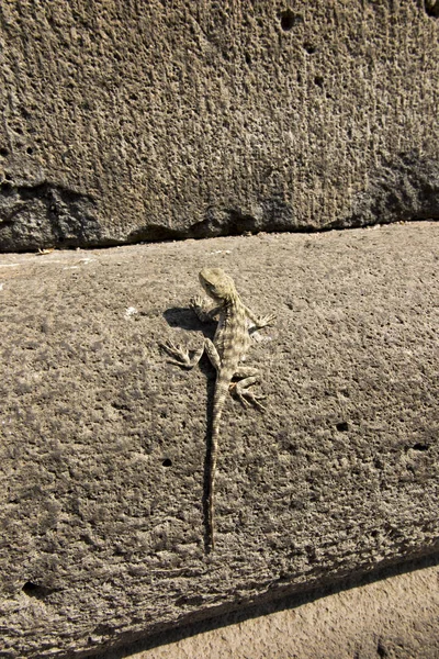 Lagarto na parede do Complexo do Mosteiro de Haghpat — Fotografia de Stock