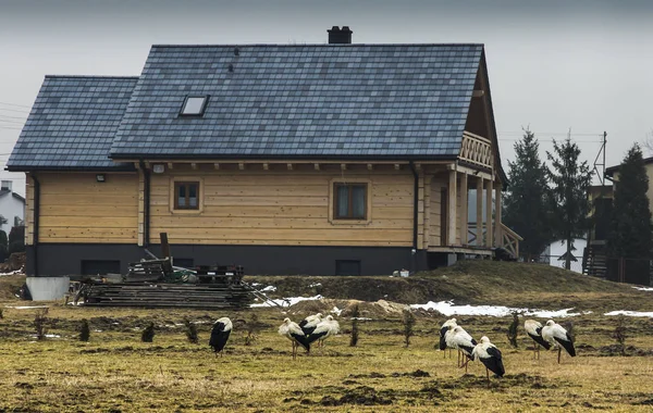 따뜻한 나라에서 귀국 후 풀밭에서 냉동된 황새 — 스톡 사진