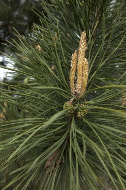 çam kozalağı yaşlı ve Genç 