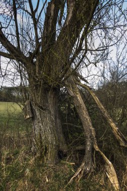 Izlemeyi yıldırım ile eski ağaç 